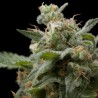 Super Hash 3 + 1