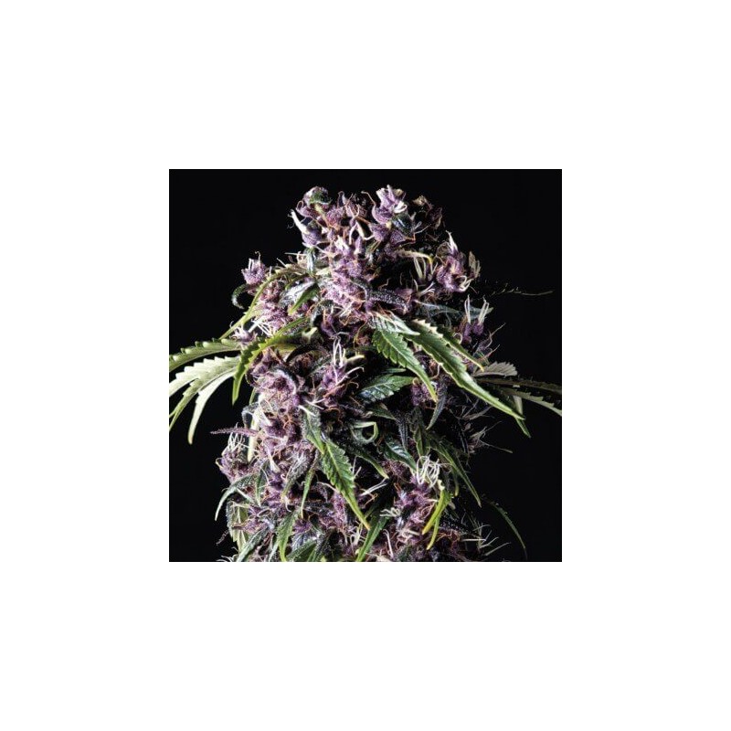 Purple 3 + 1