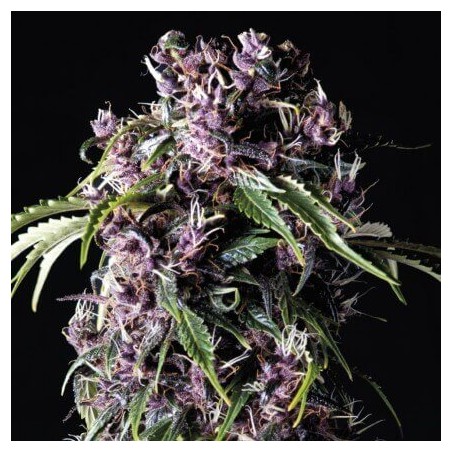 Purple 3 + 1
