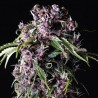 Purple 3 + 1