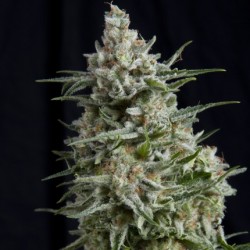 Cbd Anesthesia 3 + 1