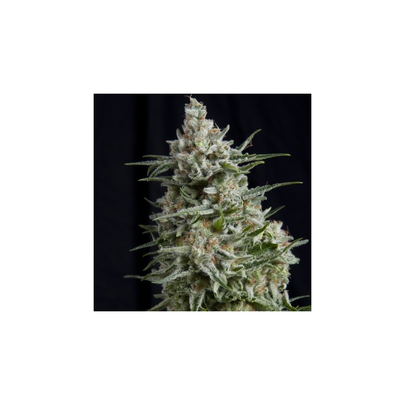 Cbd Anesthesia 3 + 1