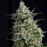 Cbd Anesthesia 3 + 1