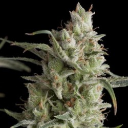 Super OG Kush 3 + 1