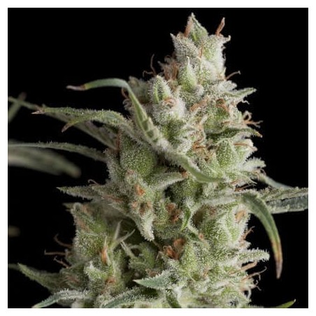 Super OG Kush 3 + 1