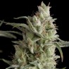 Super OG Kush 3 + 1