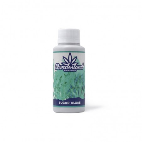 SUGAR ALGAE