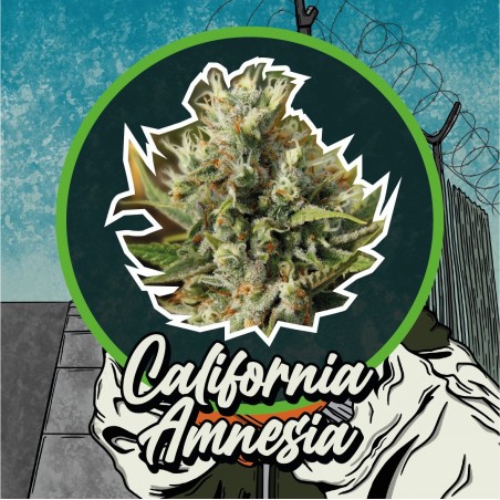 CALIFORNIA AMNESIA AUTO