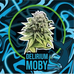 DELIRIUM MOBY AUTO