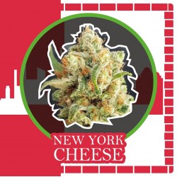NEW YORK CHEESE AUTO