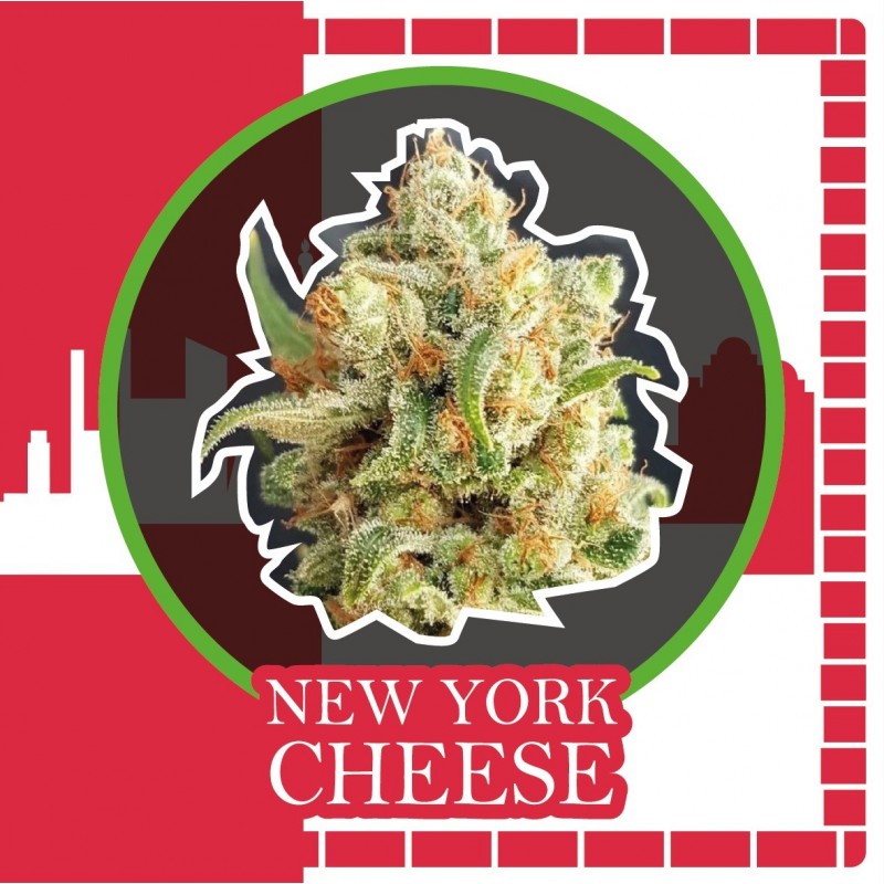 NEW YORK CHEESE AUTO