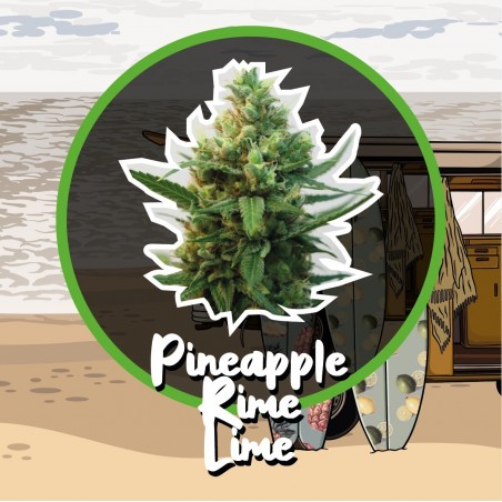 PINEAPPLE RIME LIME AUTO
