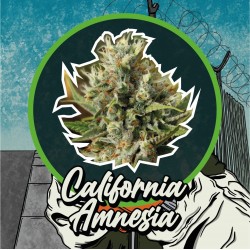 CALIFORNIA AMNESIA FEM
