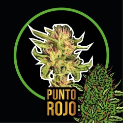 PUNTO ROJO FEM