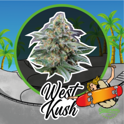 WEST KUSH FEM