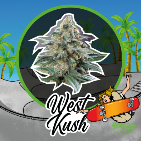 WEST KUSH FEM