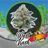 WEST KUSH FEM