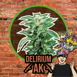 DELIRIUM AK AUTO