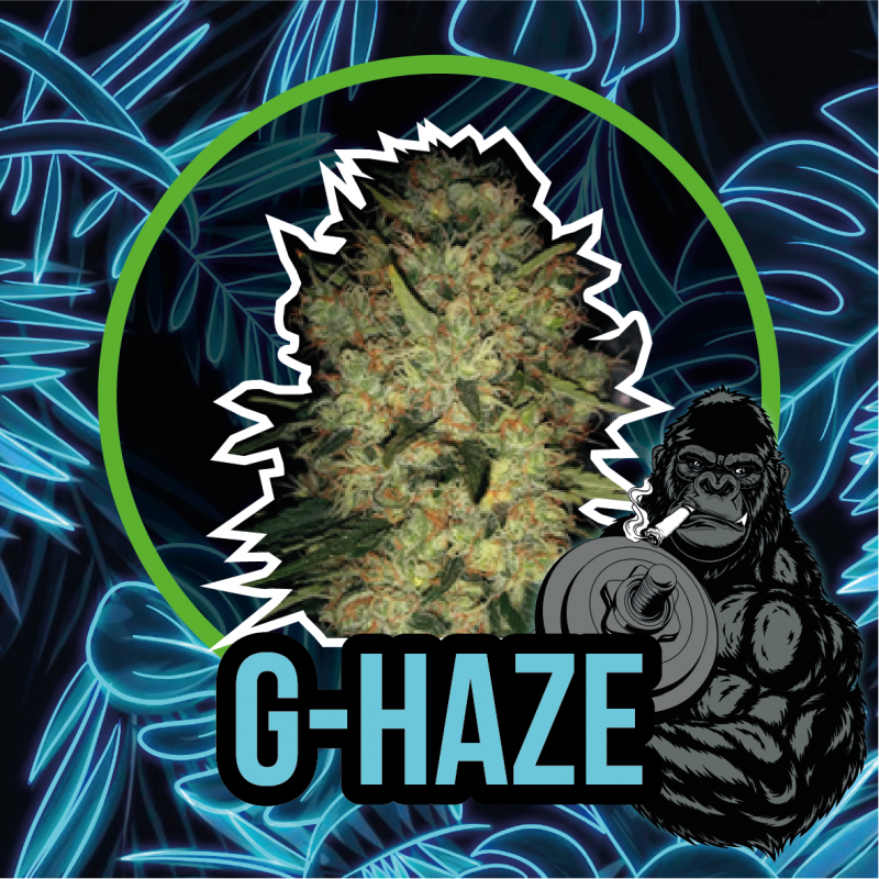 G-HAZE FAST VERSION
