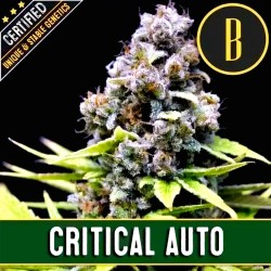 AUTO CRITICAL x 3