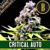 AUTO CRITICAL x 3