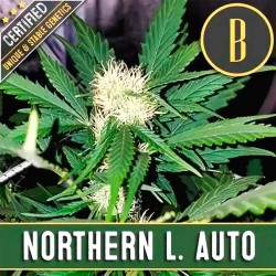 AUTO NORTHERN L. x 3