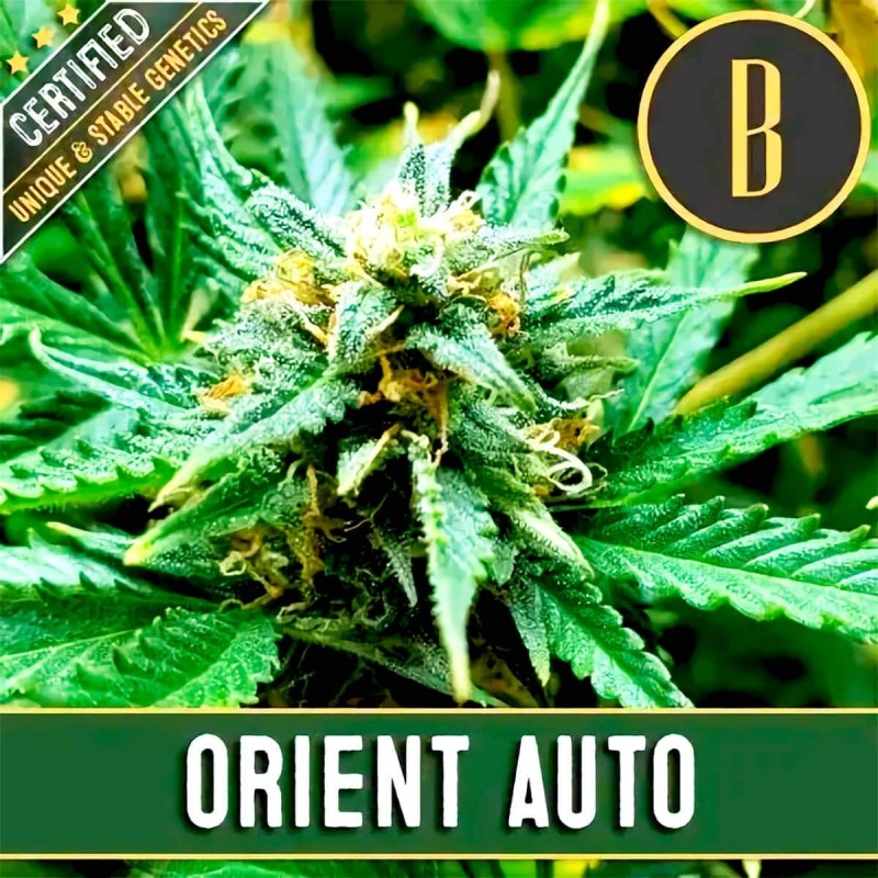 AUTO ORIENT X 3