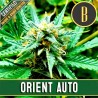 AUTO ORIENT X 3