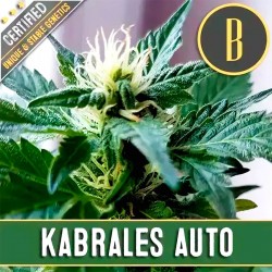 AUTO KABRALES x 3