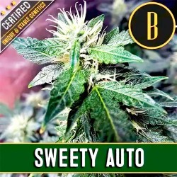 AUTO SWEETY X 3