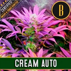 AUTO CREAM x 3