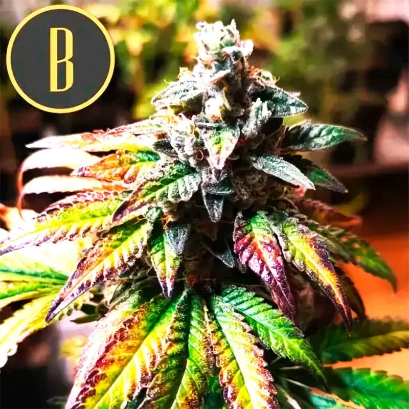 AUTO GORILLA G4