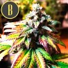AUTO GORILLA G4