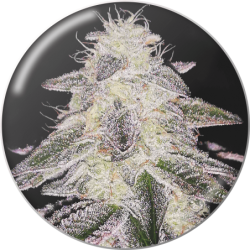 MEDICAL RUNTZ FEM x 3