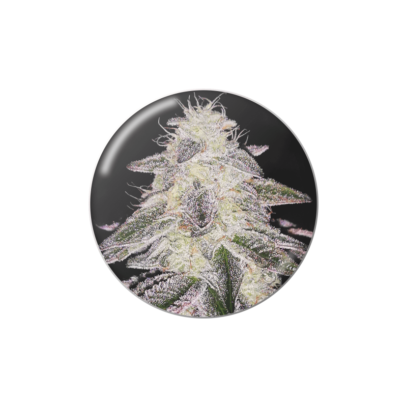 MEDICAL RUNTZ FEM x 3