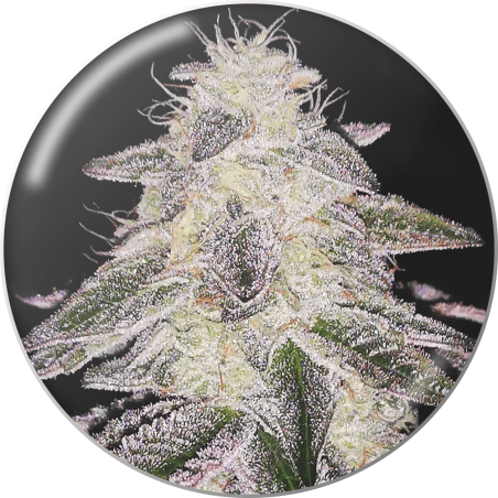 MEDICAL RUNTZ FEM x 3