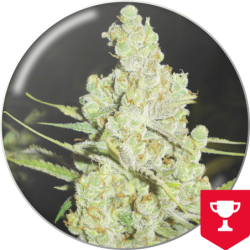 MEDICAL SEEDS 1024   FEM