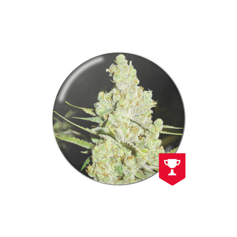 MEDICAL SEEDS 1024   FEM