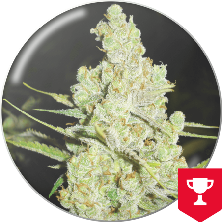 MEDICAL SEEDS 1024   FEM