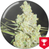 MEDICAL SEEDS 1024   FEM