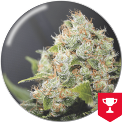 BCN SOUR DIESEL  FEM X 3