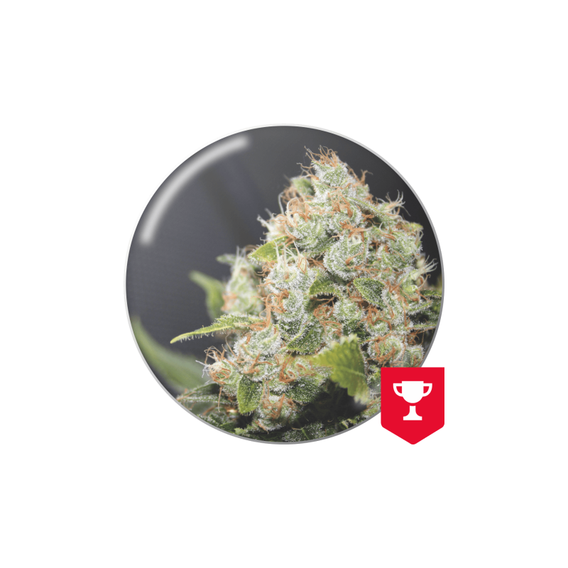 BCN SOUR DIESEL  FEM X 3