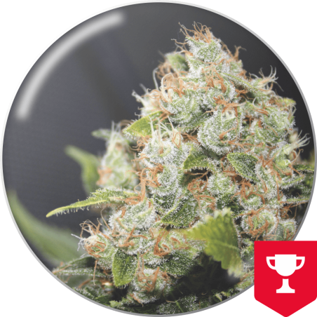 BCN SOUR DIESEL  FEM X 3