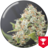 BCN SOUR DIESEL  FEM X 3