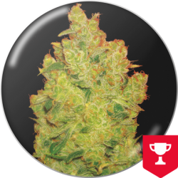JACK LA MOTA  FEM