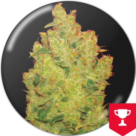 JACK LA MOTA  FEM