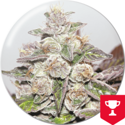 MENDOCINO PURPLE KUSH  FEM