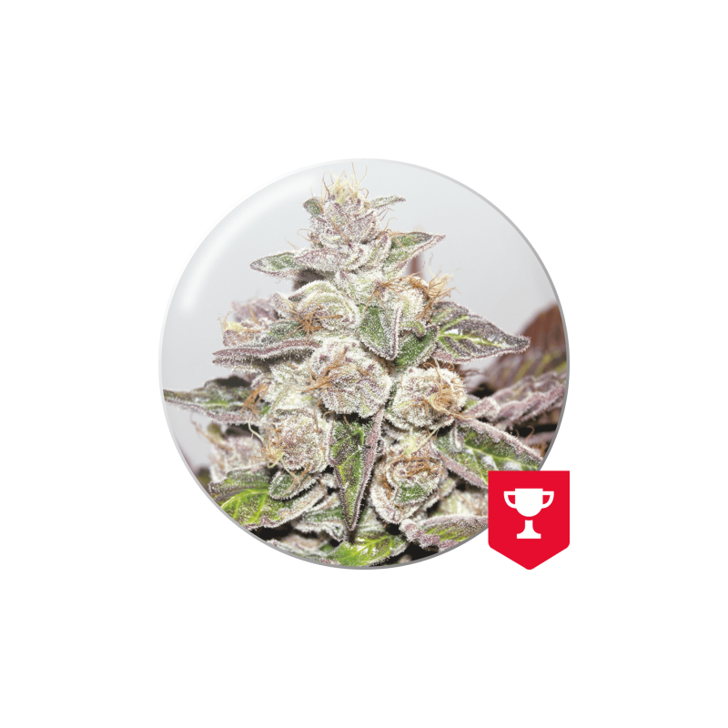 MENDOCINO PURPLE KUSH  FEM