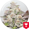 MENDOCINO PURPLE KUSH  FEM