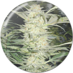 WHITE WIDOW  FEM